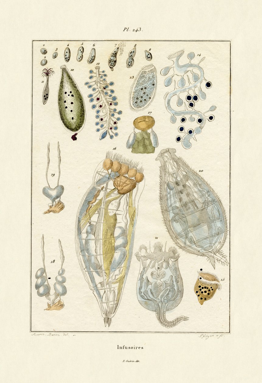Infusoria, 1833-39 de French School