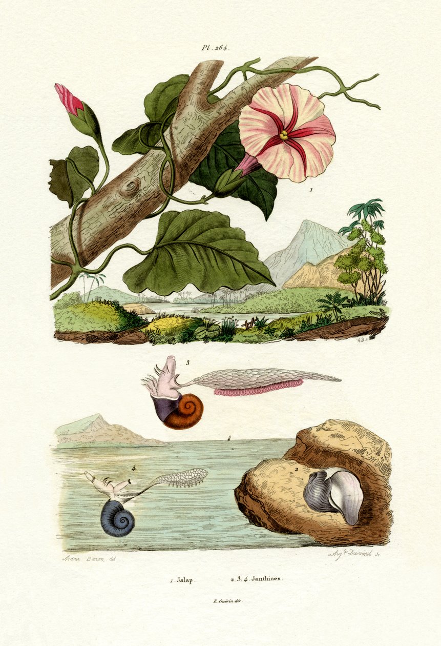 Jalap, 1833-39 de French School