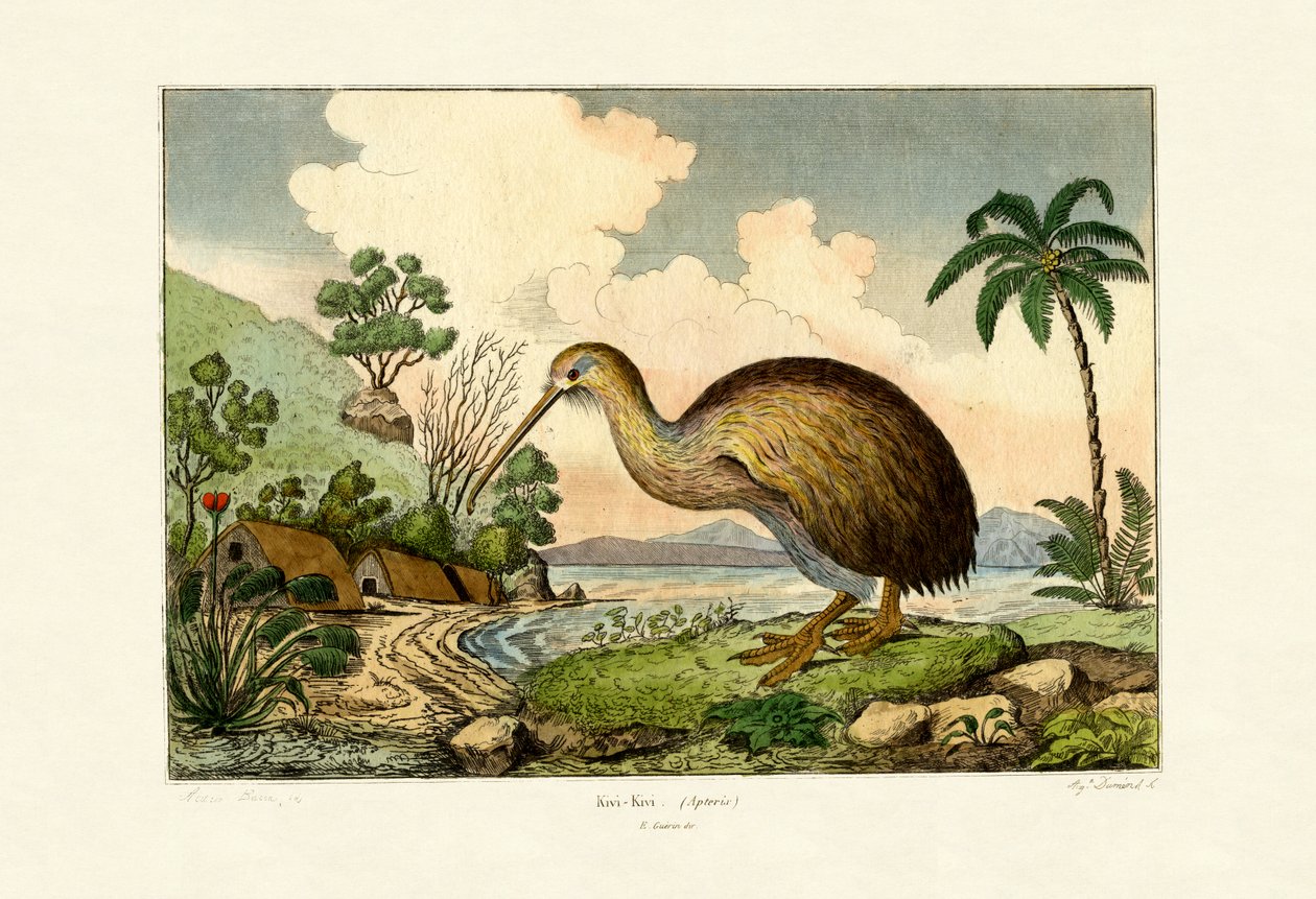 Kiwi, 1833-39 de French School