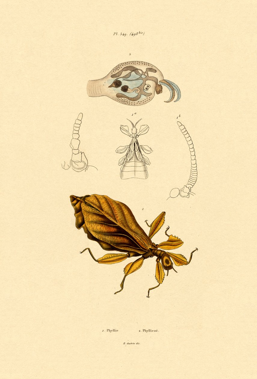 Inseto Folha, 1833-39 de French School
