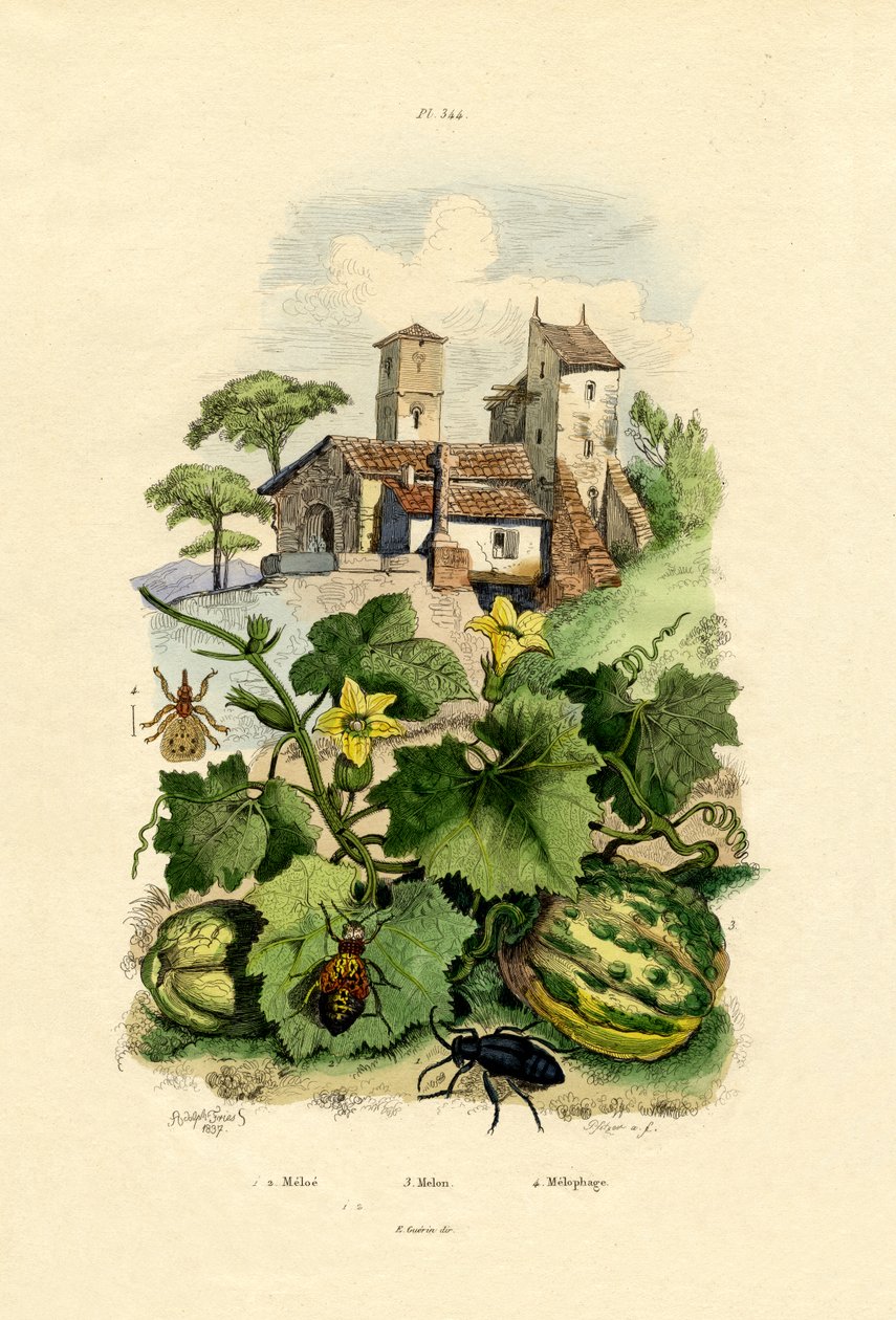 Melão, 1833-39 de French School