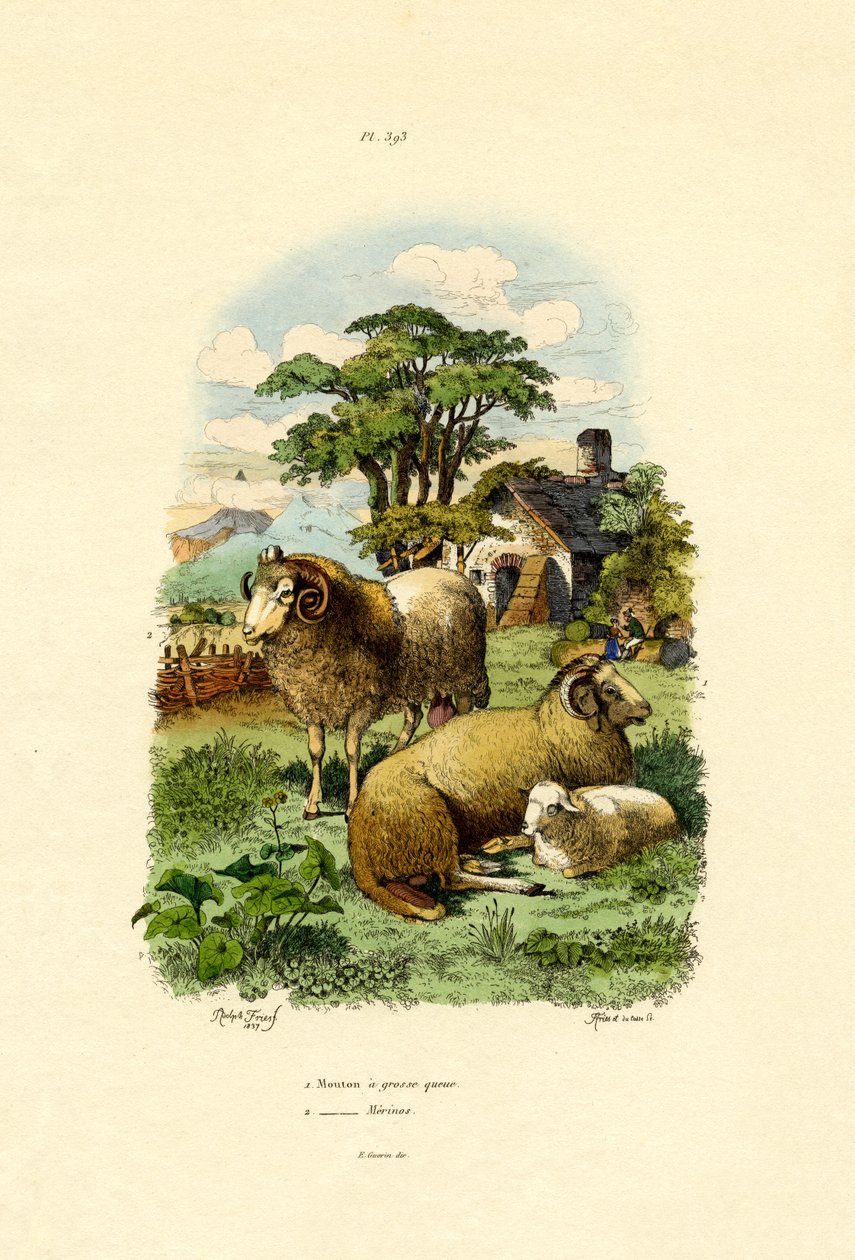 Merinosheep, 1833-39 de French School