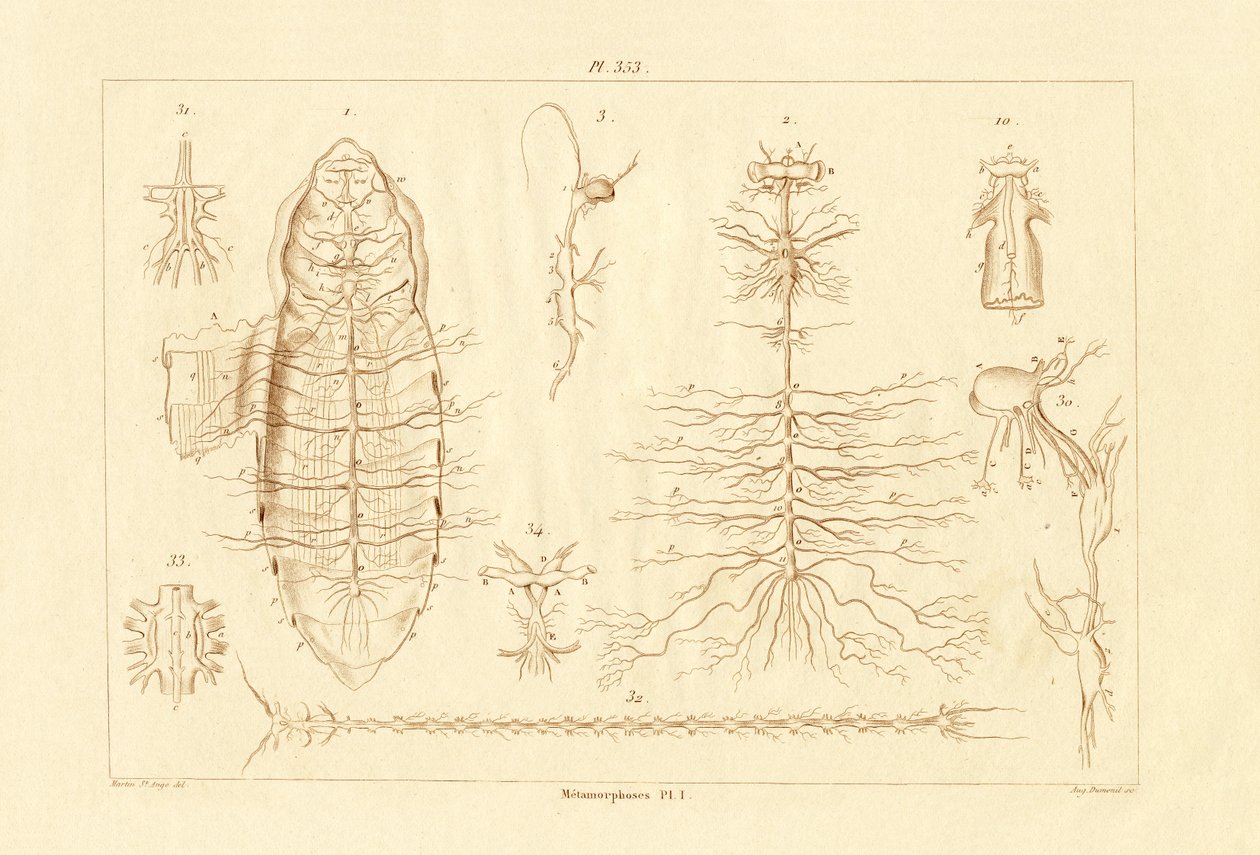 Metamorfose, 1833-39 de French School