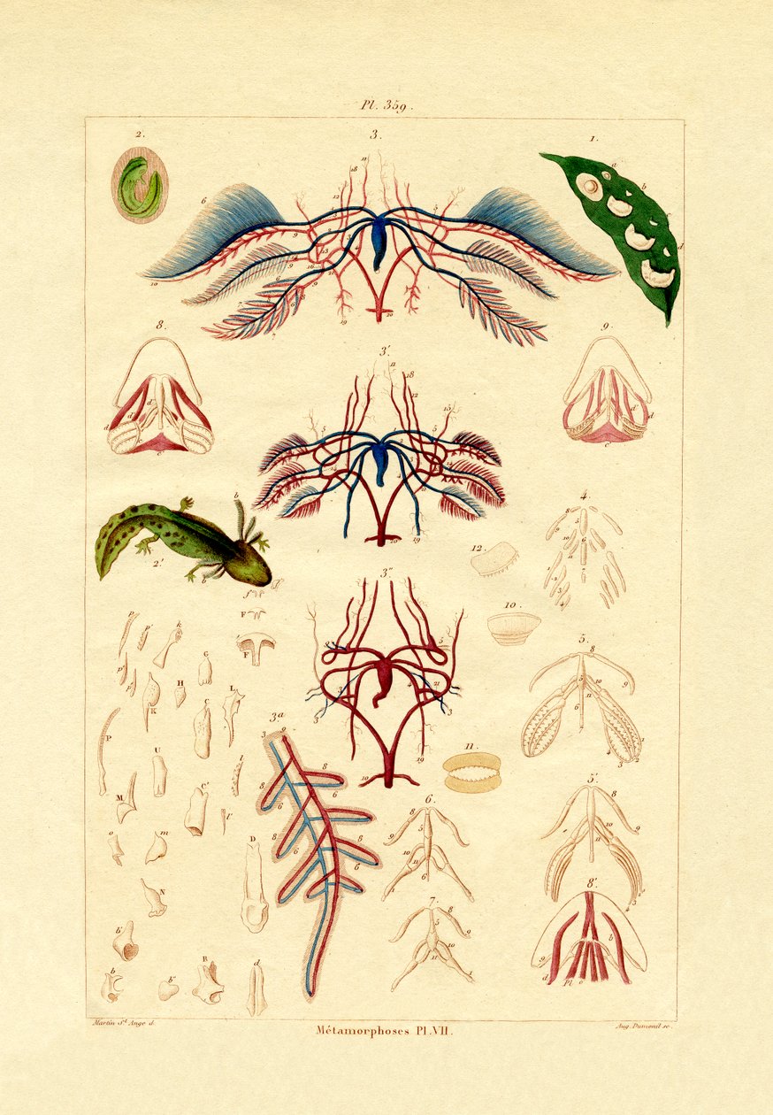 Metamorfose, 1833-39 de French School