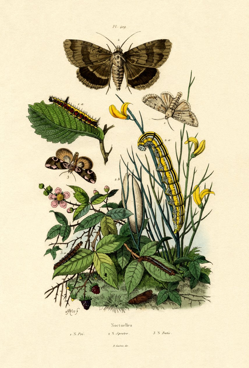 Traças, 1833-39 de French School
