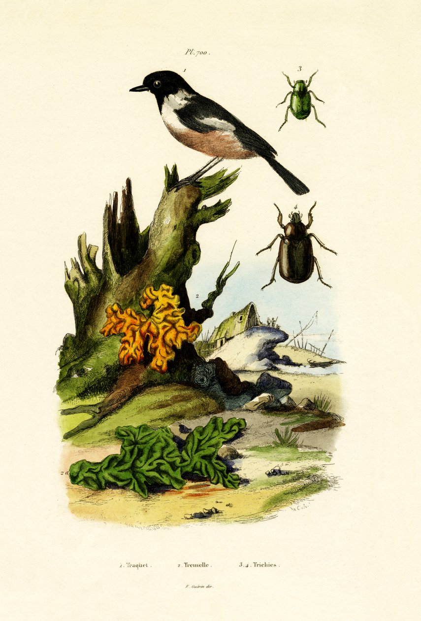 Wheatear do norte, 1833-39 de French School