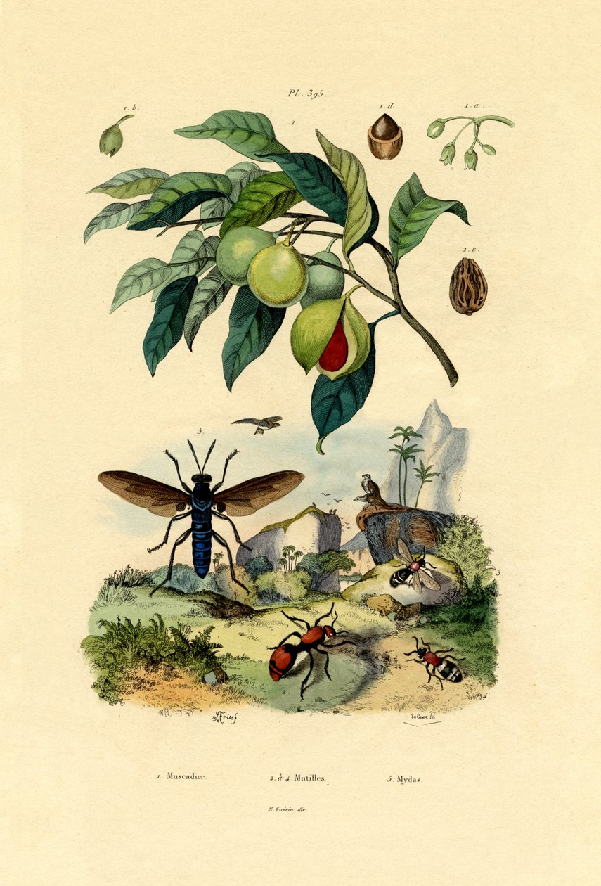 Noz-moscada, 1833-39 de French School