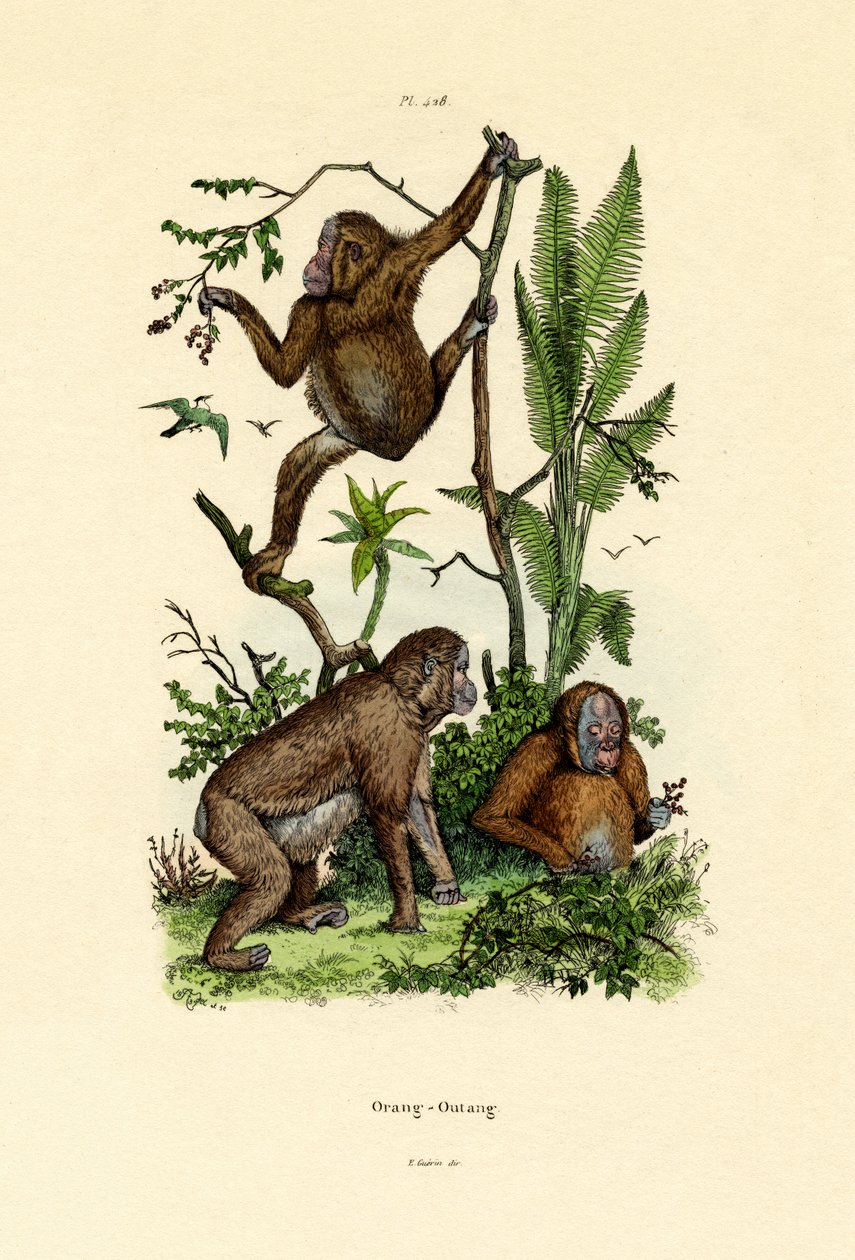 Orangotango, 1833-39 de French School