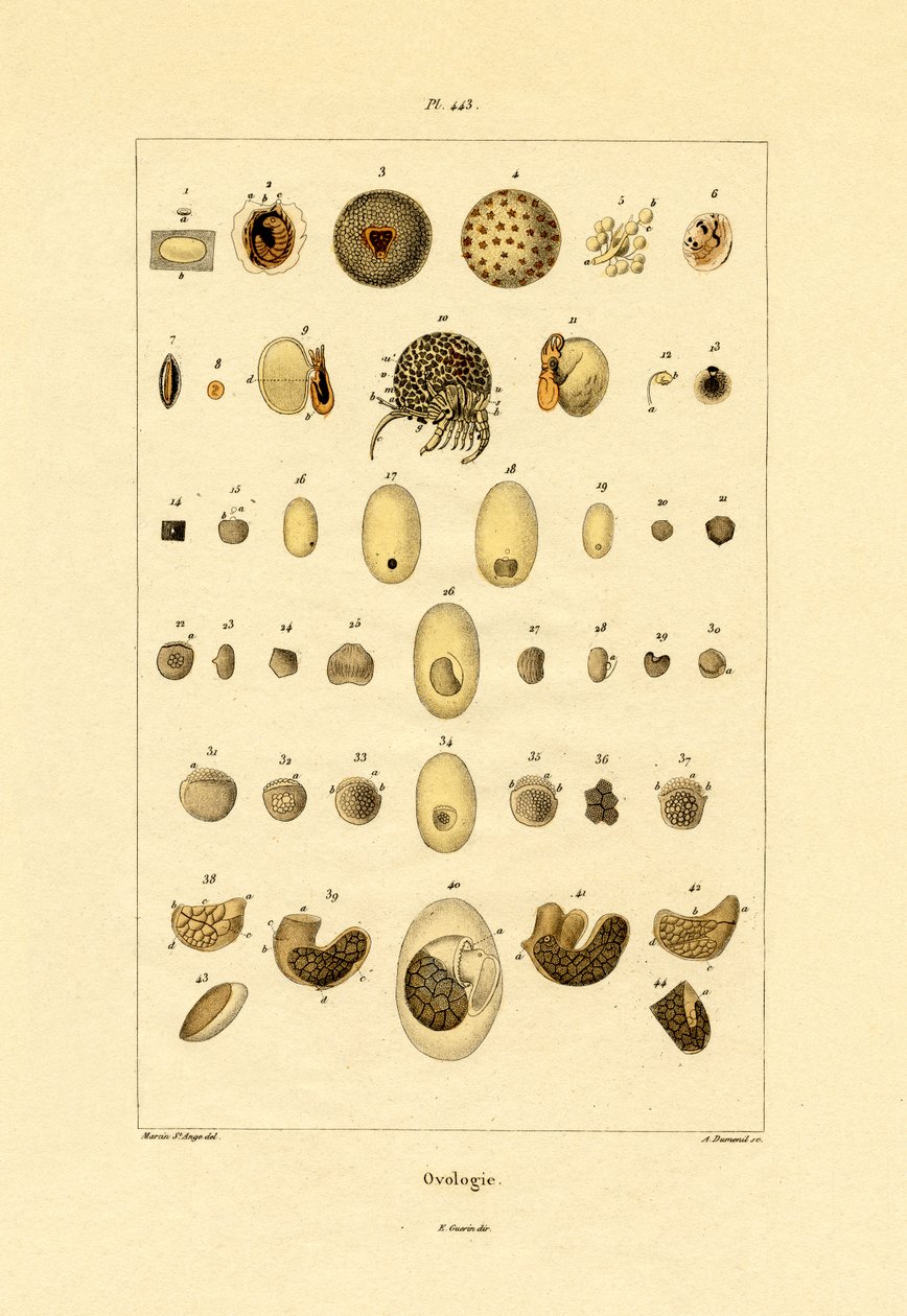 Ovologia, 1833-39 de French School