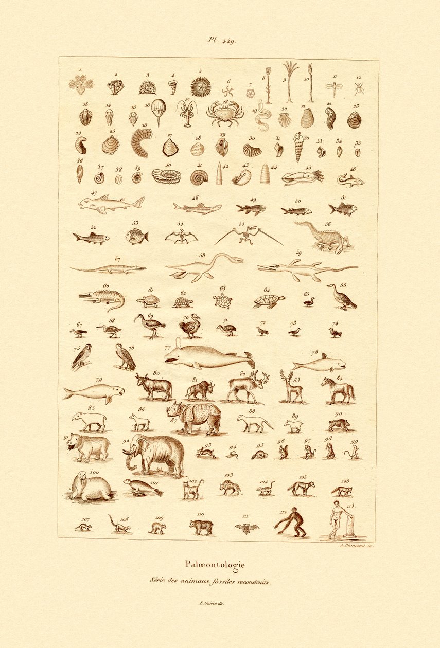 Paleontologia, 1833-39 de French School