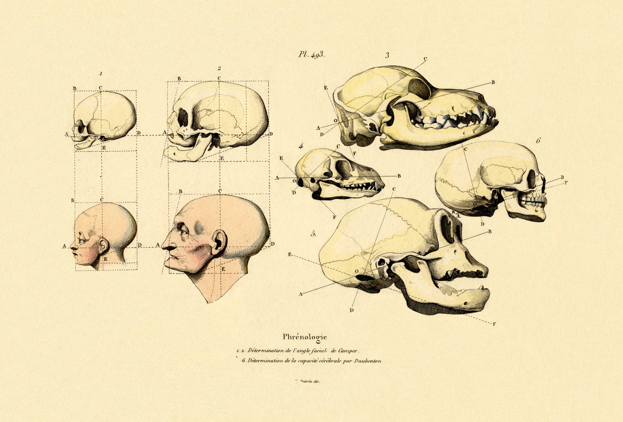 Frenologia, 1833-39 de French School