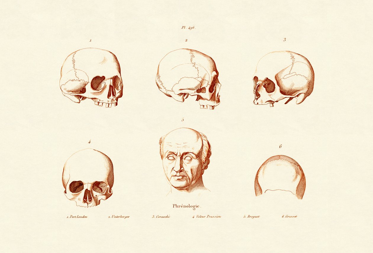 Frenologia, 1833-39 de French School
