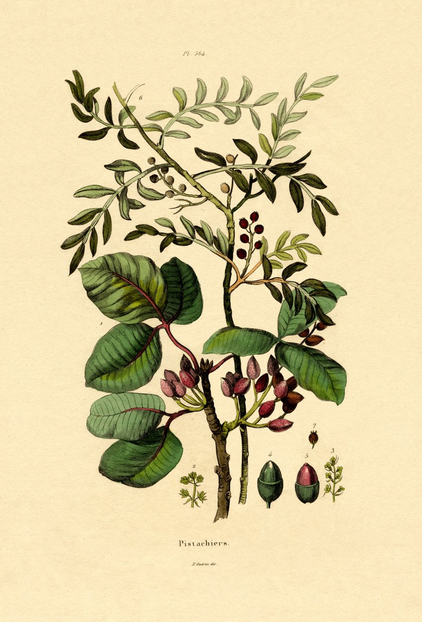 Pistache, 1833-39 de French School