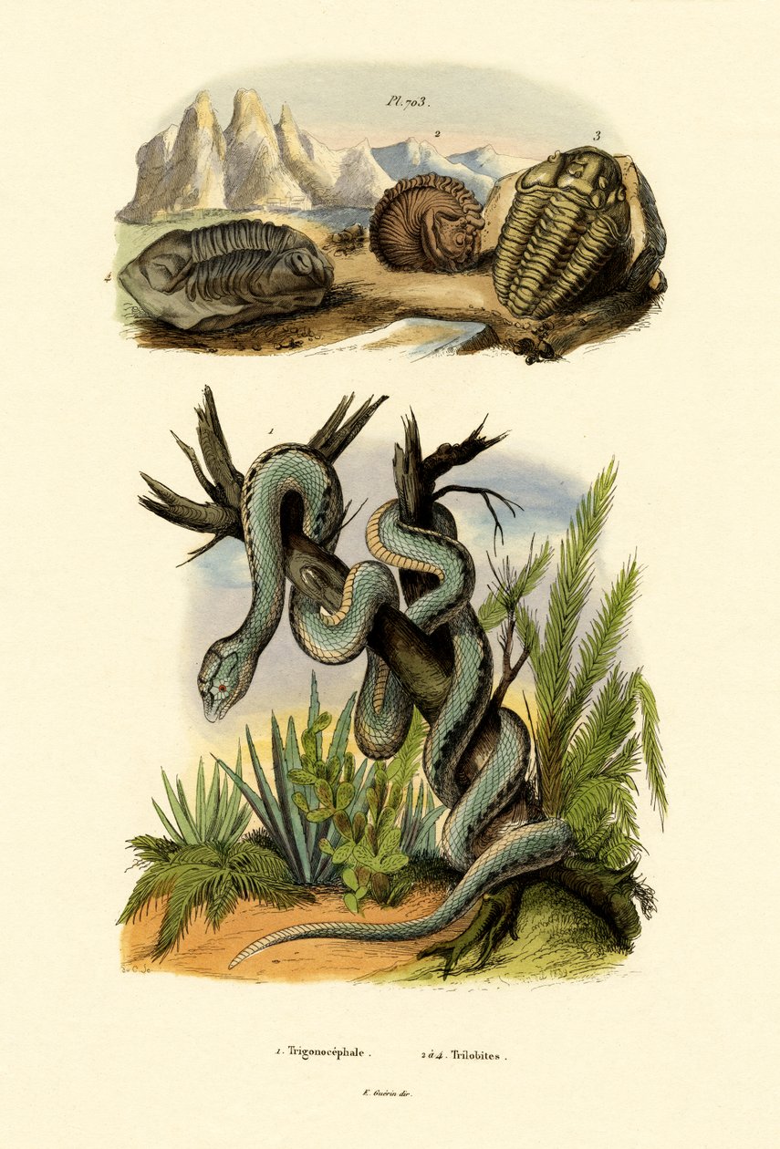 Pit Viper, 1833-39 de French School
