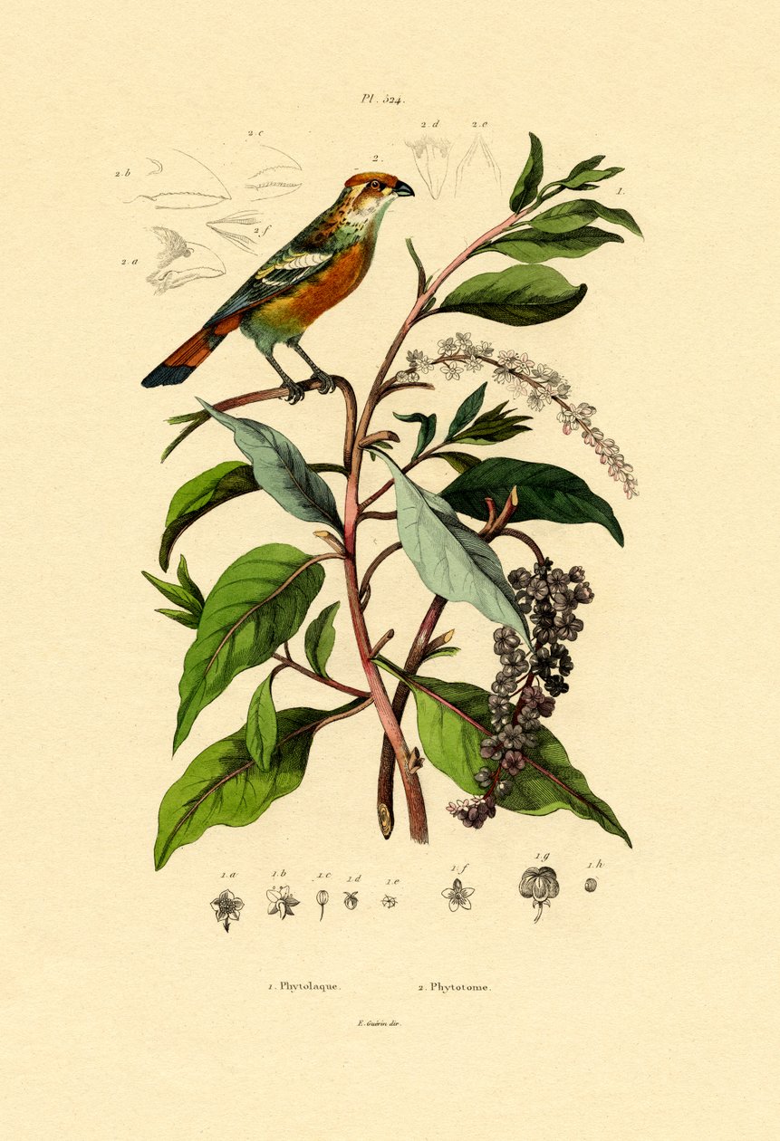 Pokeweed, 1833-39 de French School