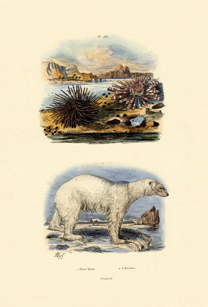Urso Polar, 1833-39 de French School