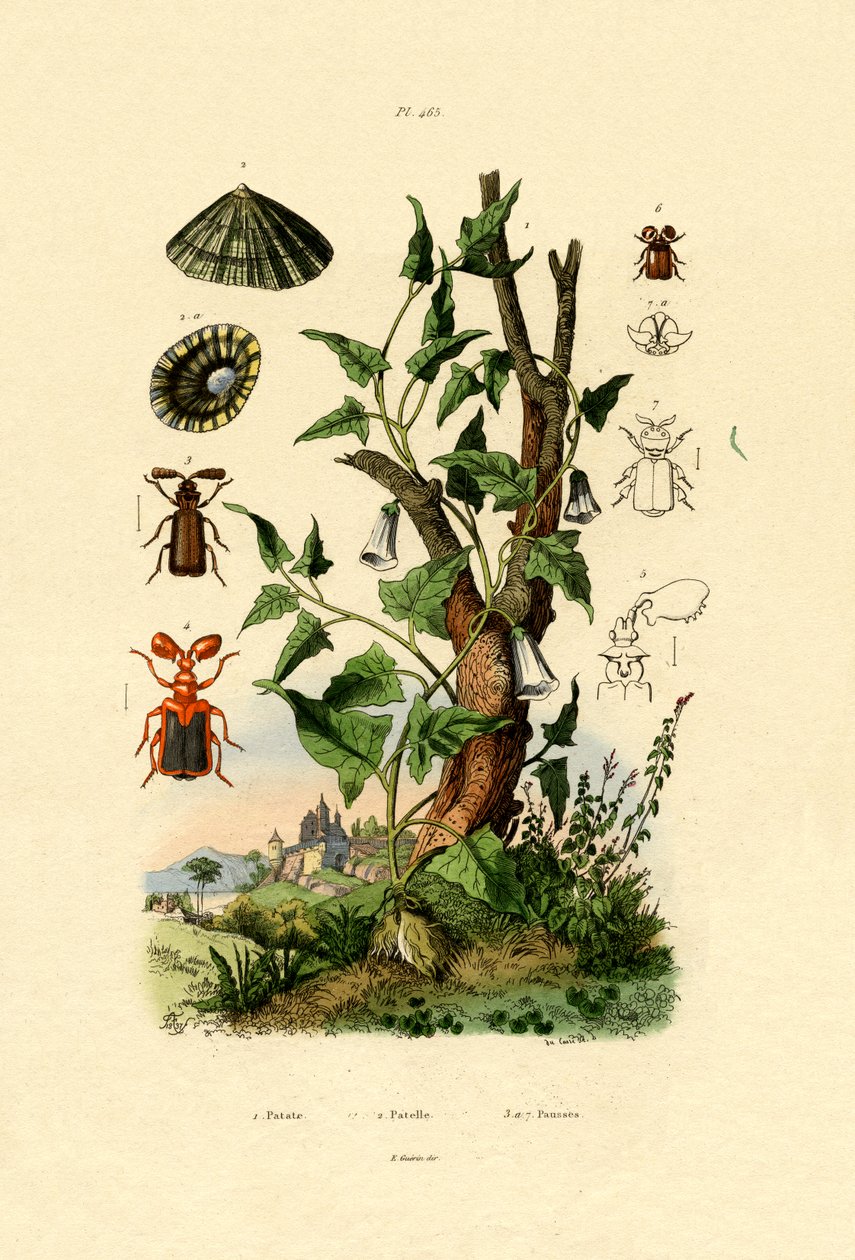 Batata, 1833-39 de French School