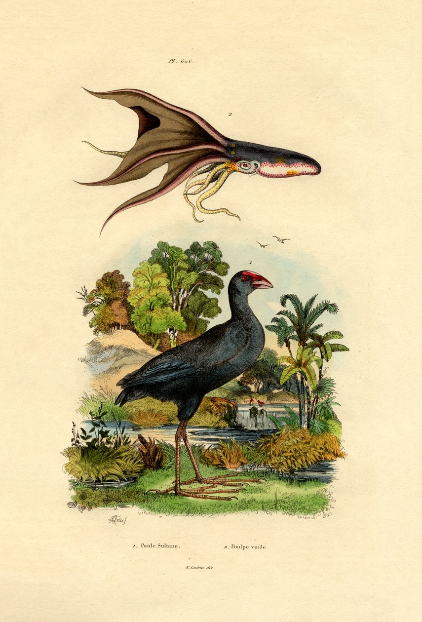 Swamphen roxo, 1833-39 de French School