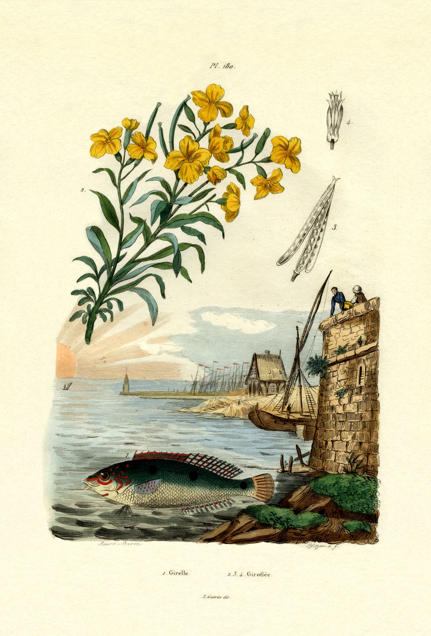 Arco-íris Wrasse, 1833-39 de French School