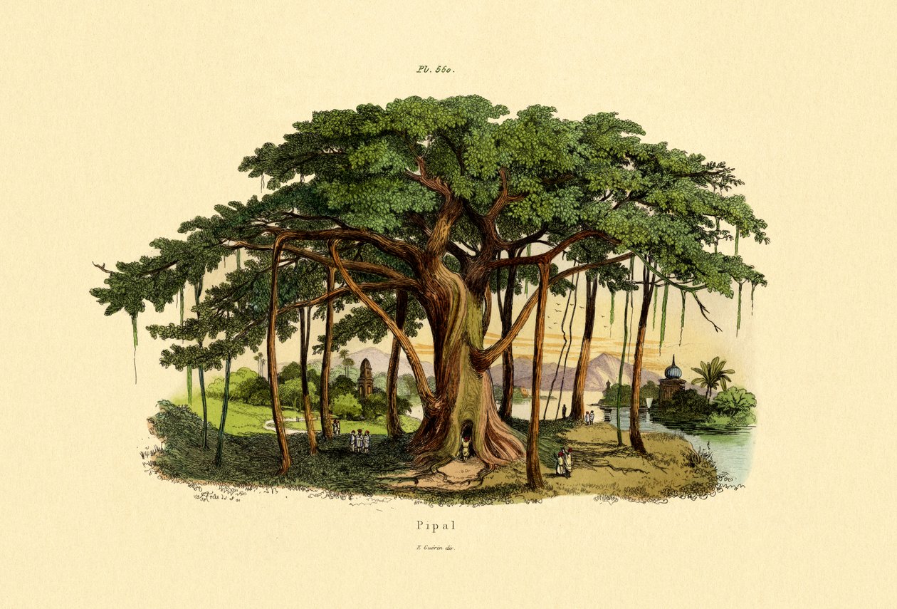 Figo Sagrado, 1833-39 de French School