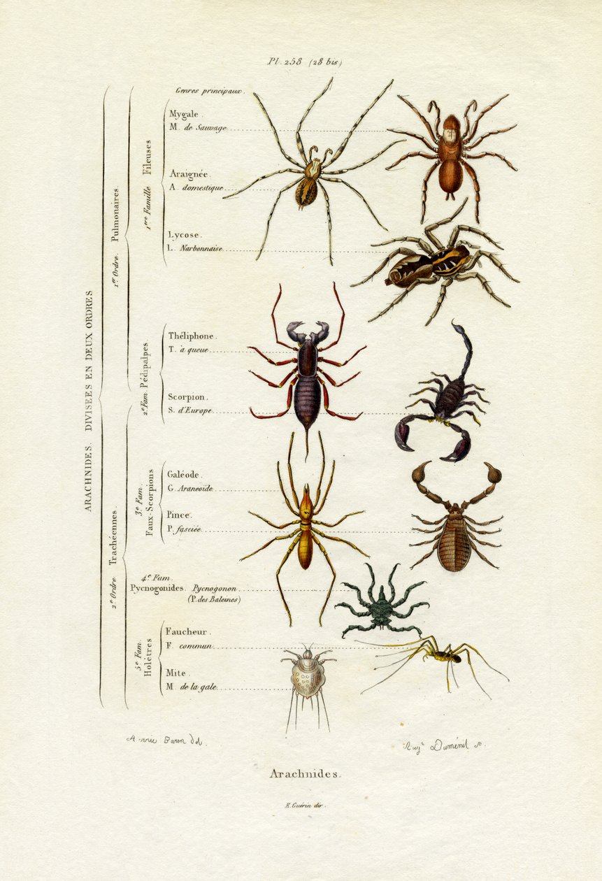 Escorpiões, 1833-39 de French School