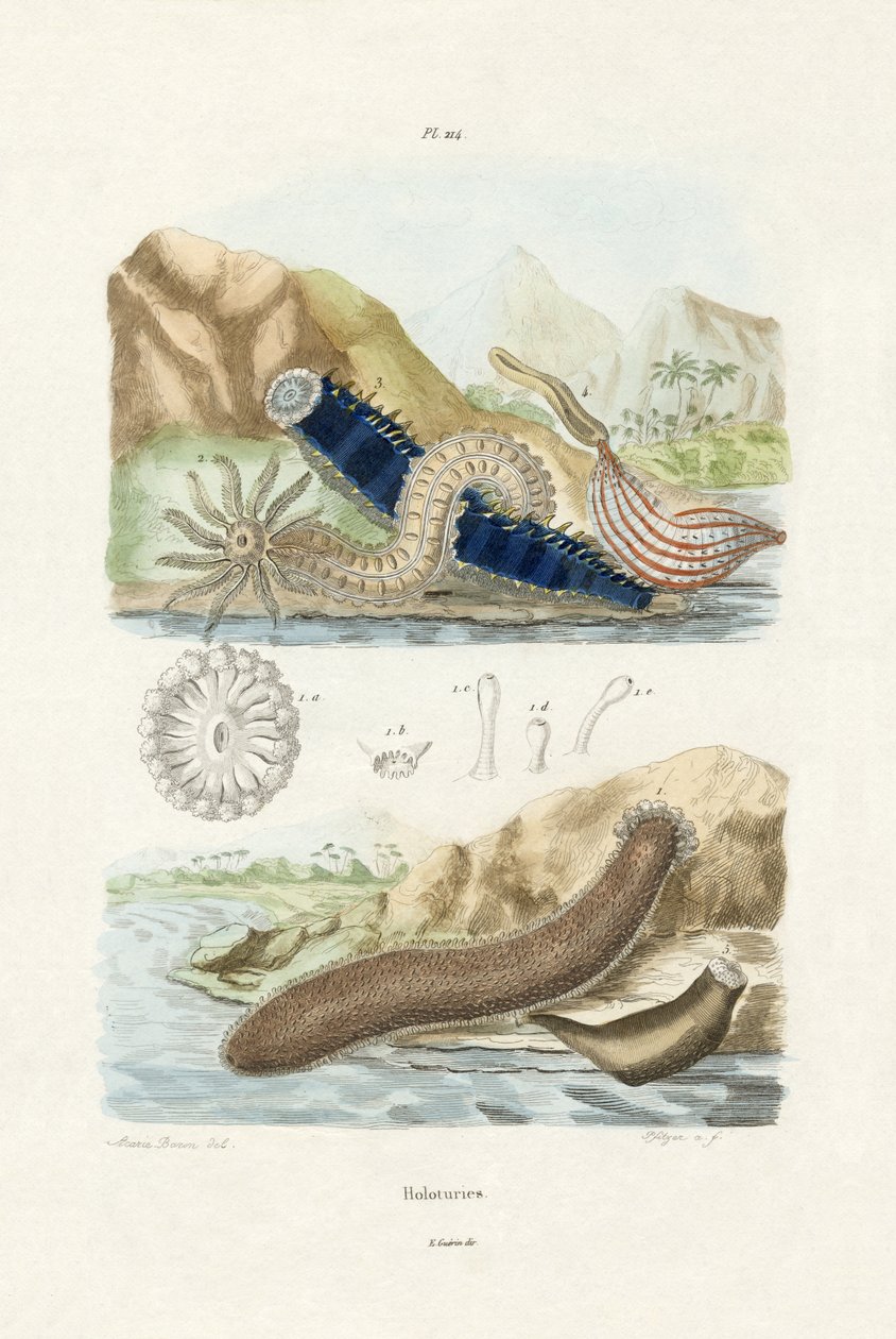 Pepinos do Mar, 1833-39 de French School