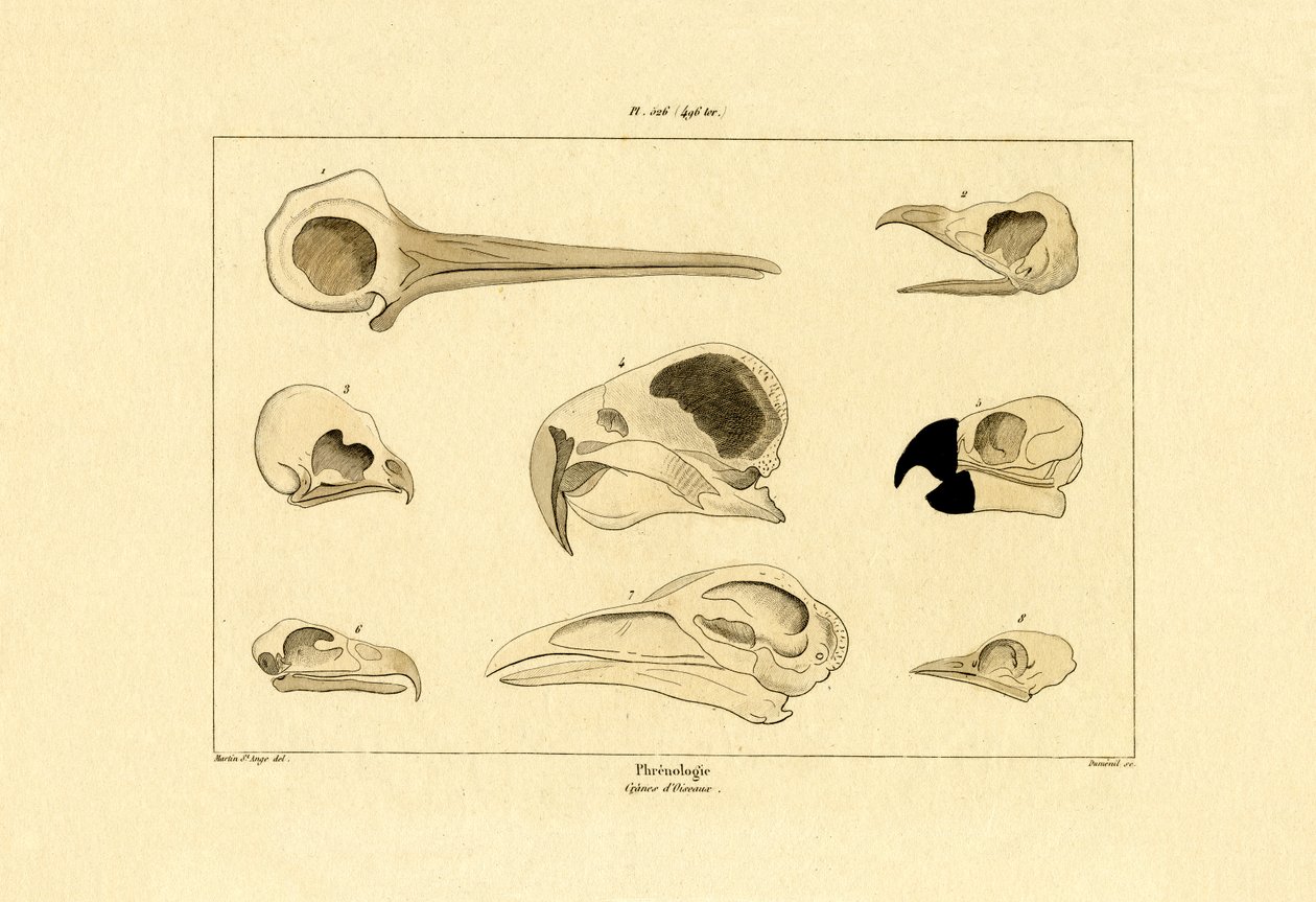 Crânios, 1833-39 de French School