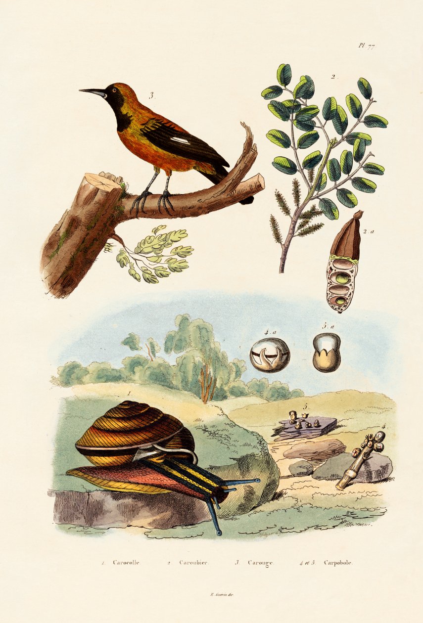 Caracol, 1833-39 de French School