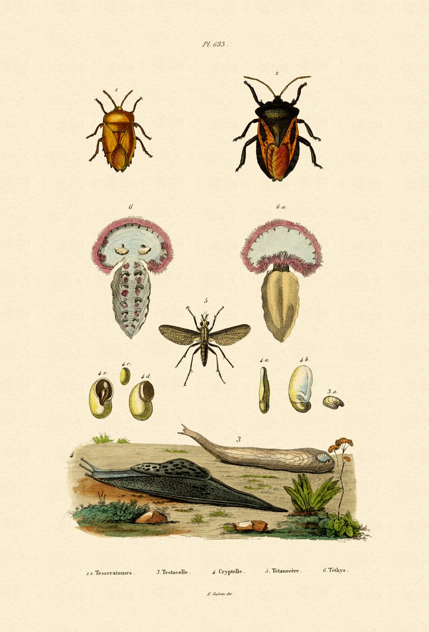 Percevejos, 1833-39 de French School
