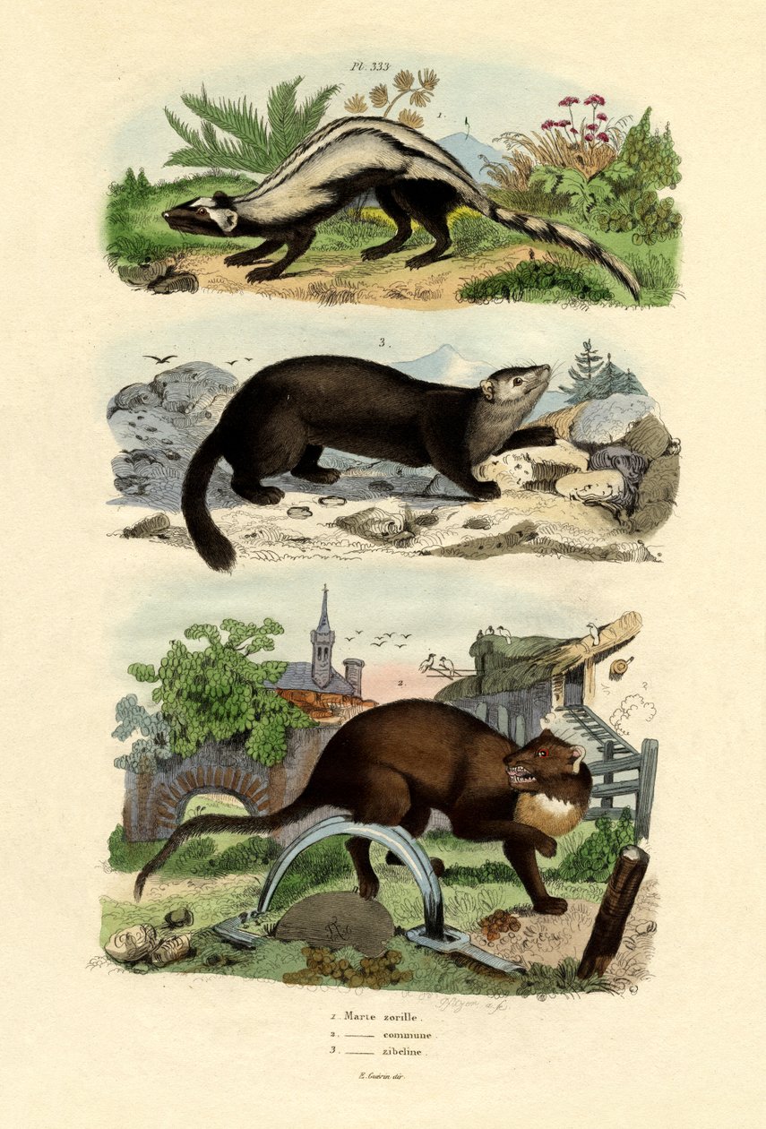 Polecat Listrado, 1833-39 de French School