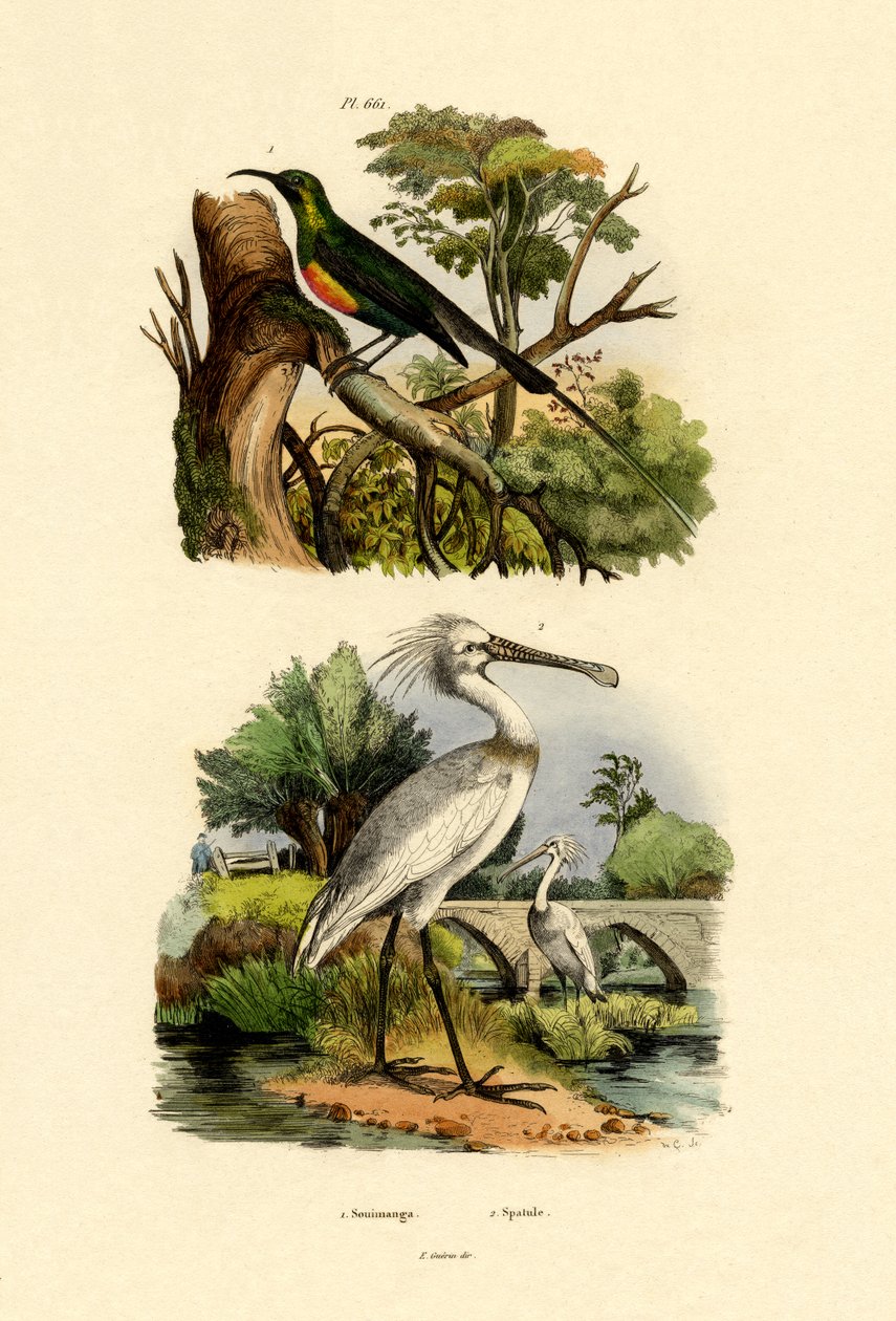 Sunbird, 1833-39 de French School