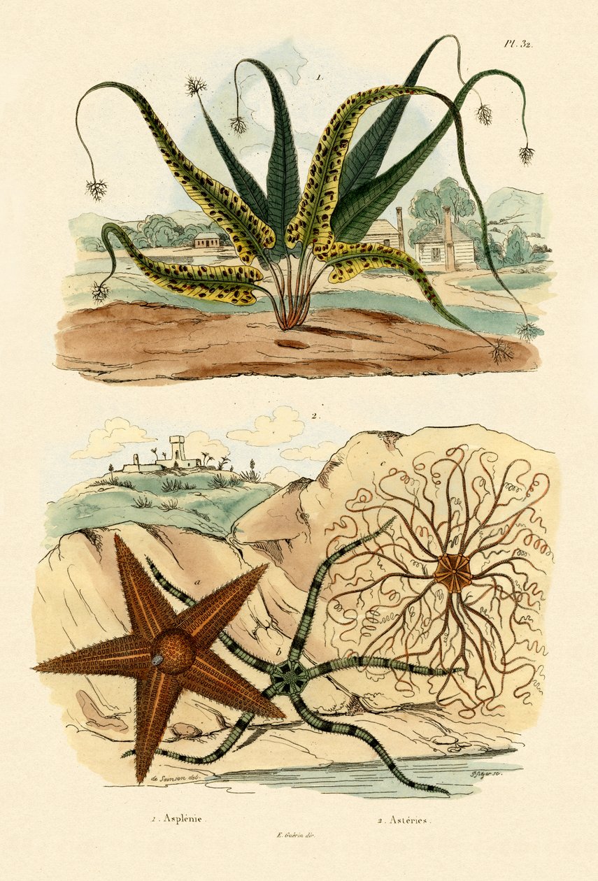 Samambaia Doce, 1833-39 de French School