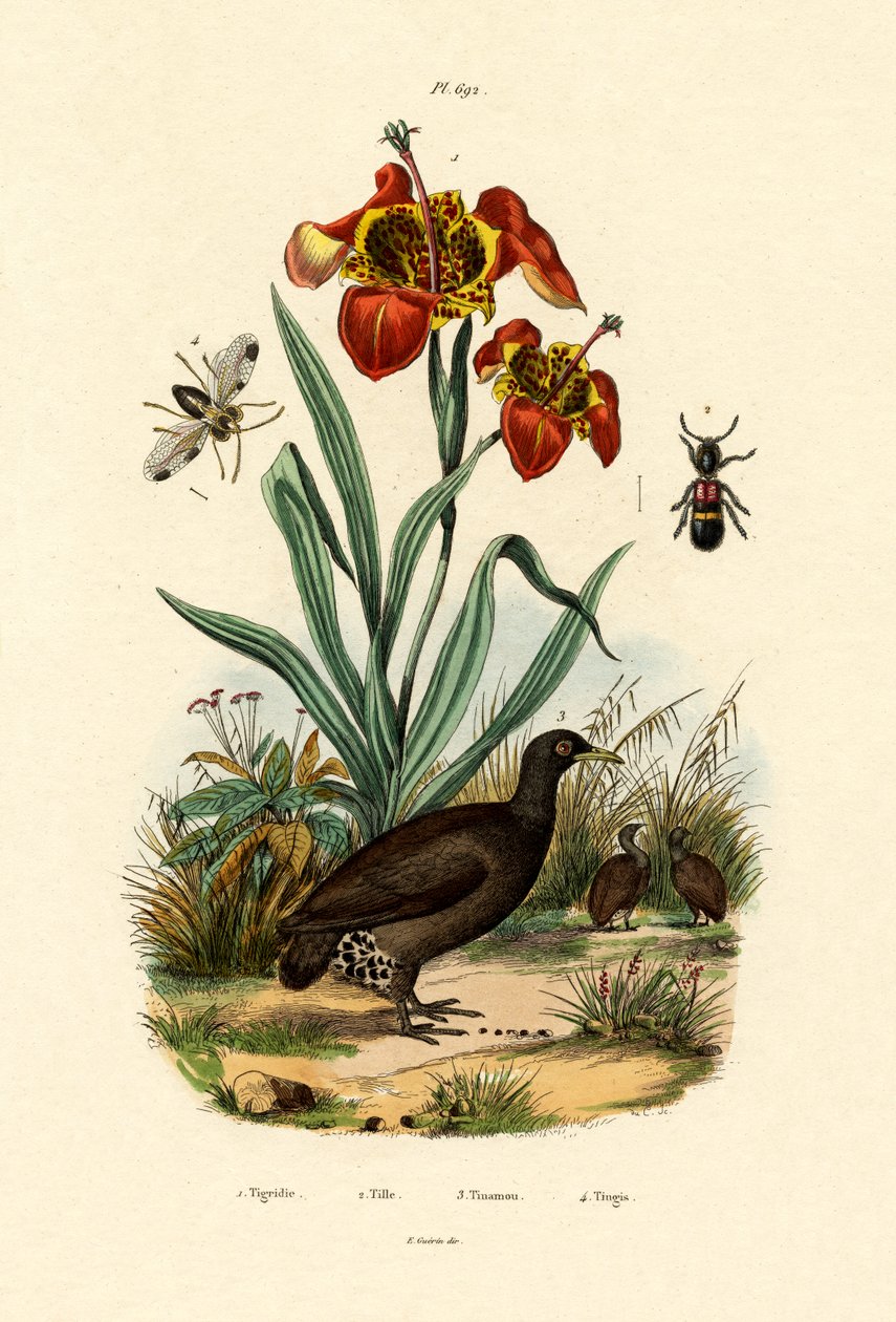 Flor do Tigre, 1833-39 de French School