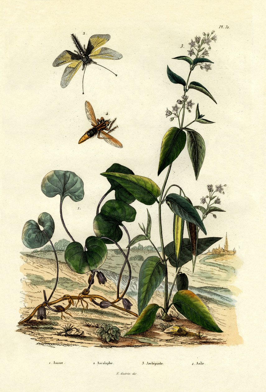 Gengibre Selvagem, 1833-39 de French School