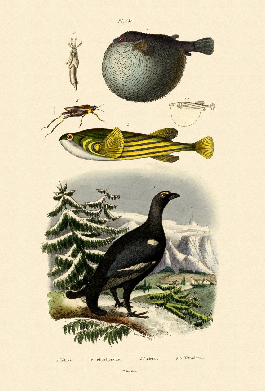 Grouse de madeira, 1833-39 de French School