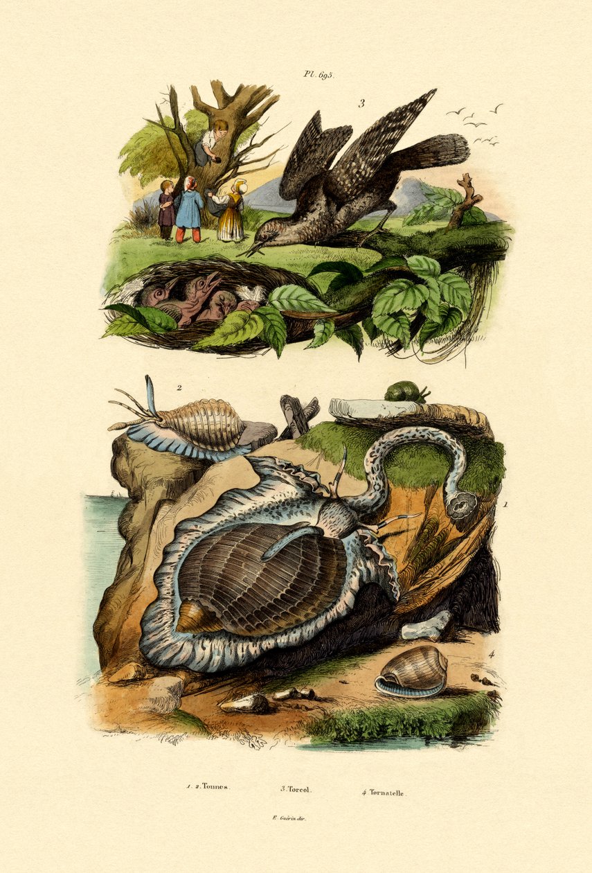 Wryneck, 1833-39 de French School
