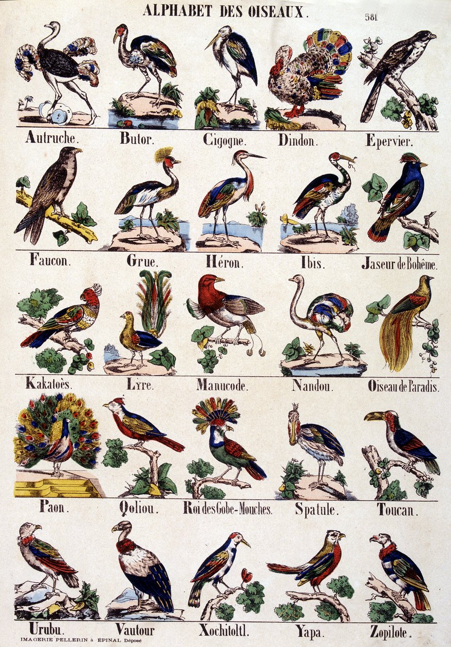 Alfabeto das aves de French School