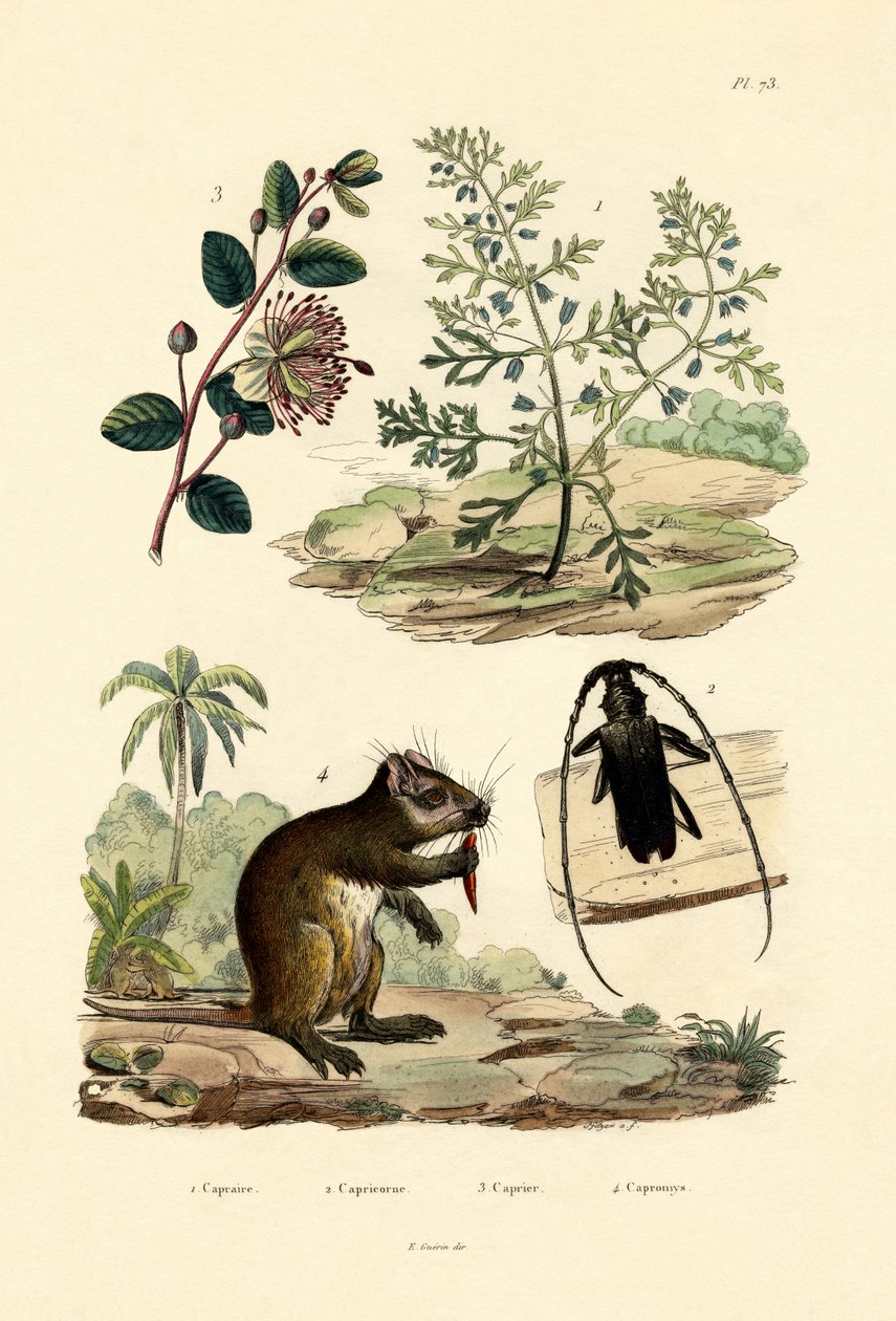 Goatweed, 1833-39 de French School