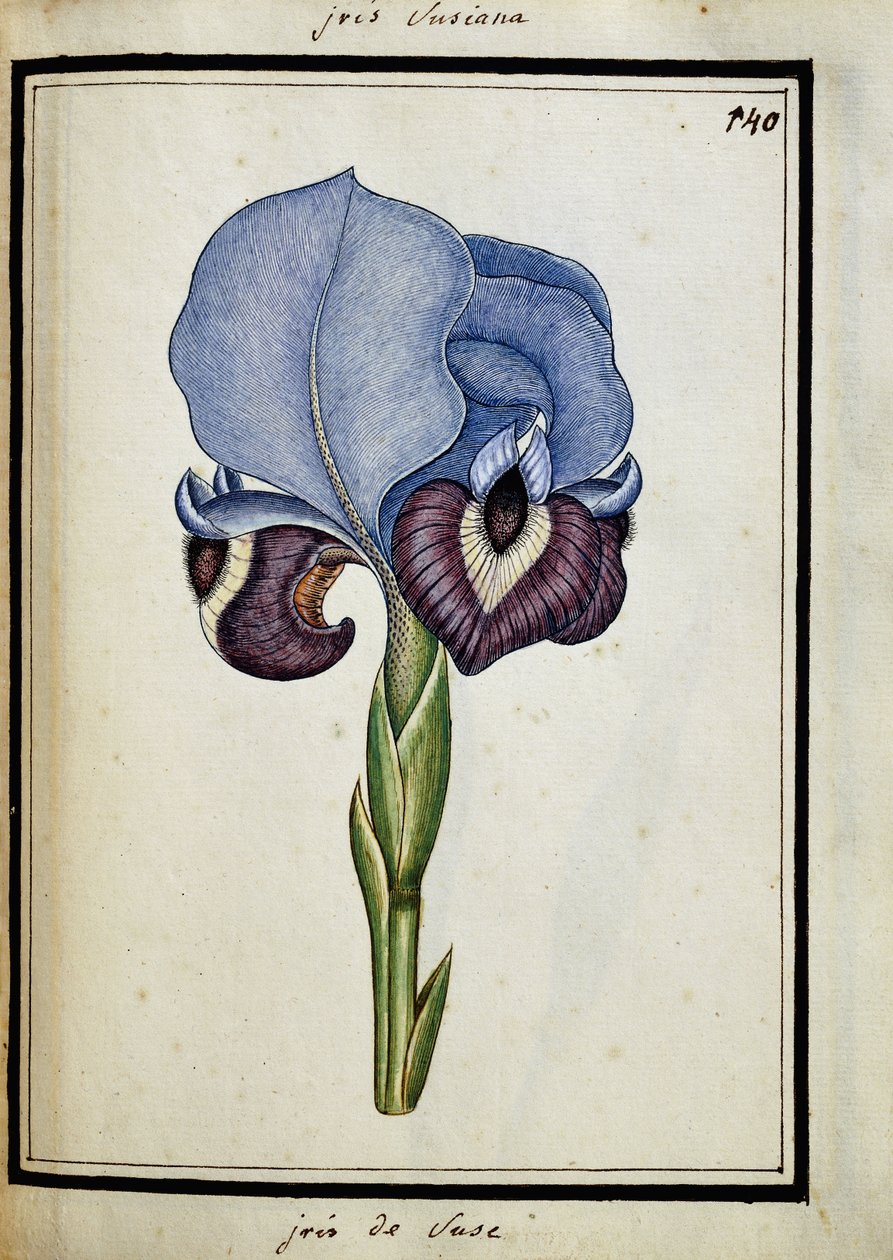 Iris Susiana de French School