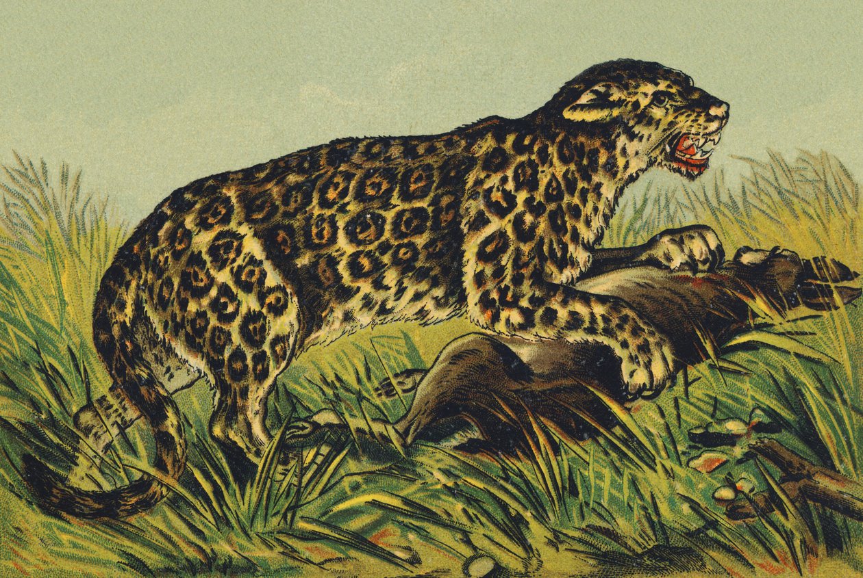 J como Jaguar de French School