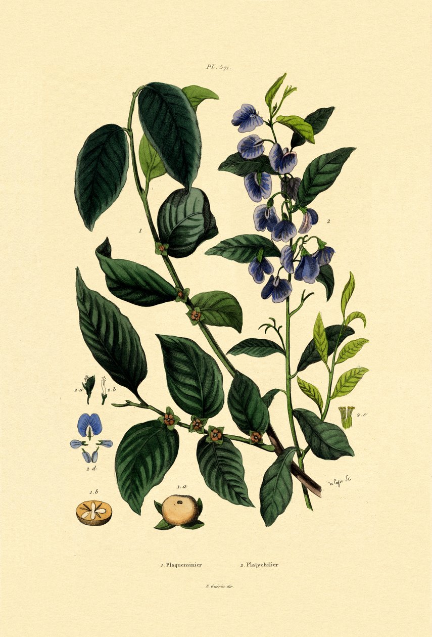 Lotus Plum, 1833-39 de French School