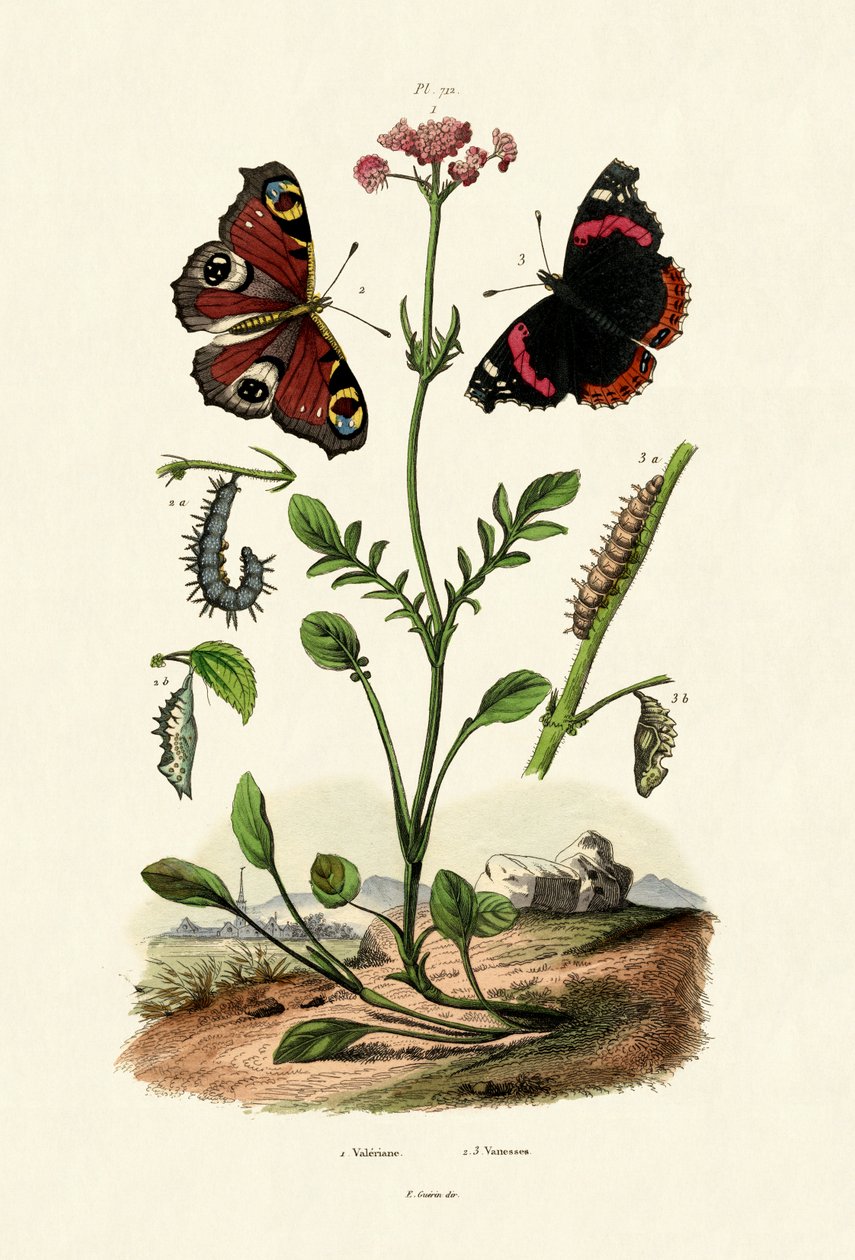 Borboleta de Pavão, 1833-39 de French School