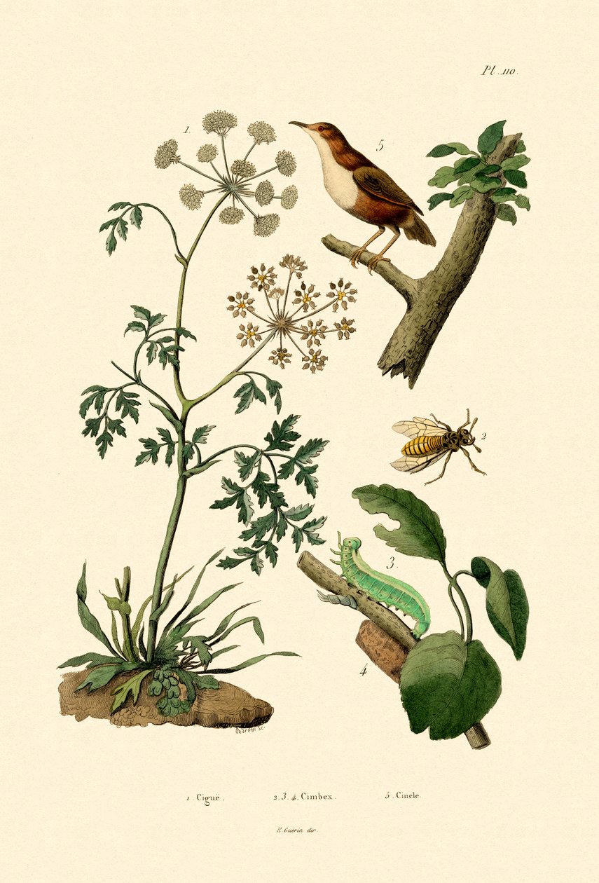 Hemlock do veneno, 1833-39 de French School