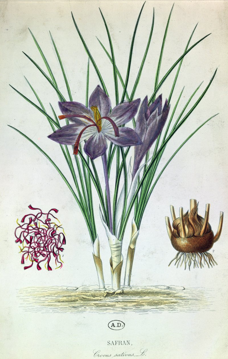 Açafrão (Crocus Sativus) de French School