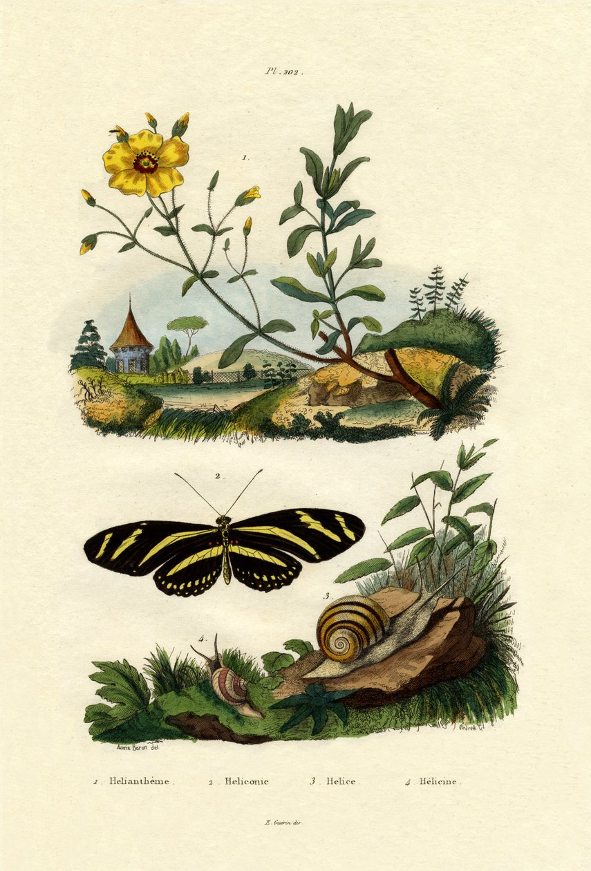 Sunrose, 1833-39 de French School
