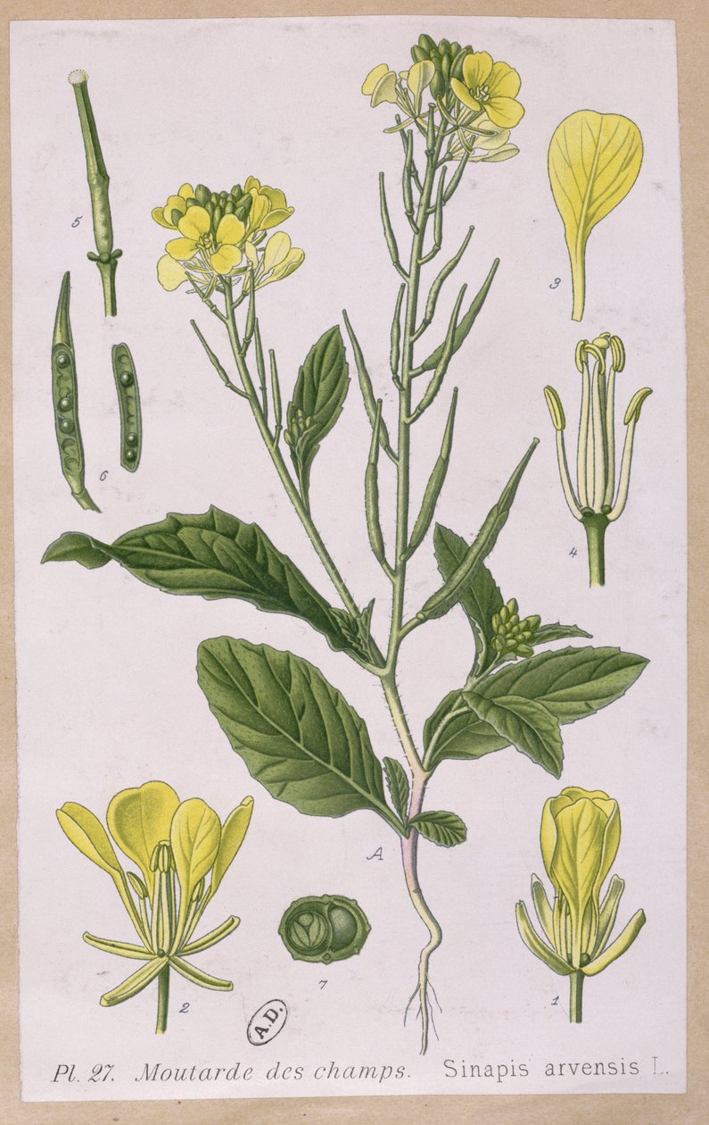 Mostarda Selvagem (Sinapis Arvensis) de French School