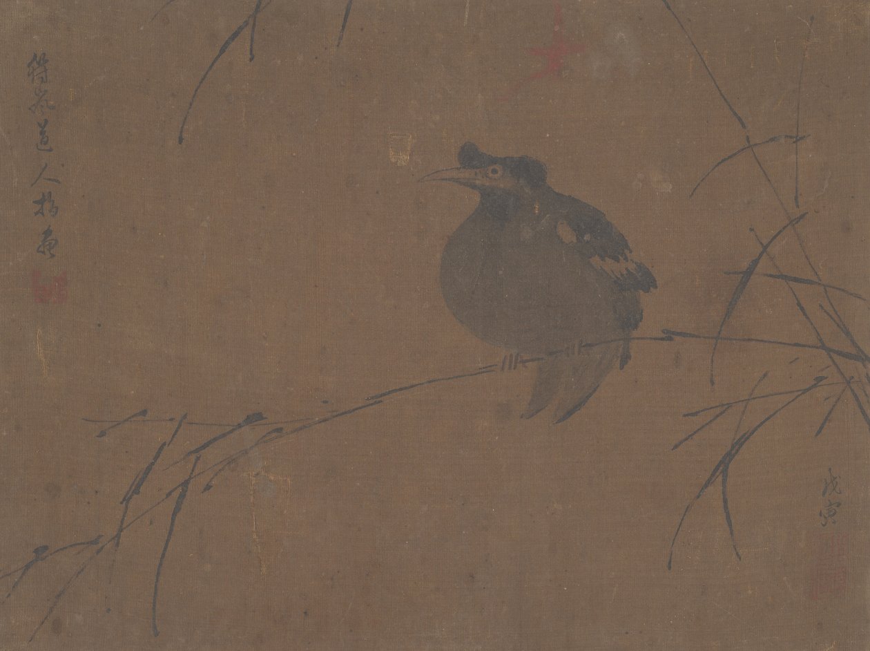 Mynah no Reed. de Fulan Taorên.