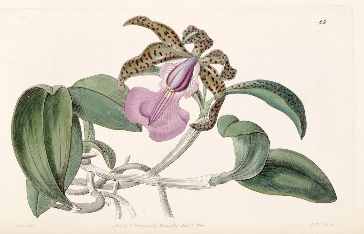 Cattleya aclandiae de G. Barclay