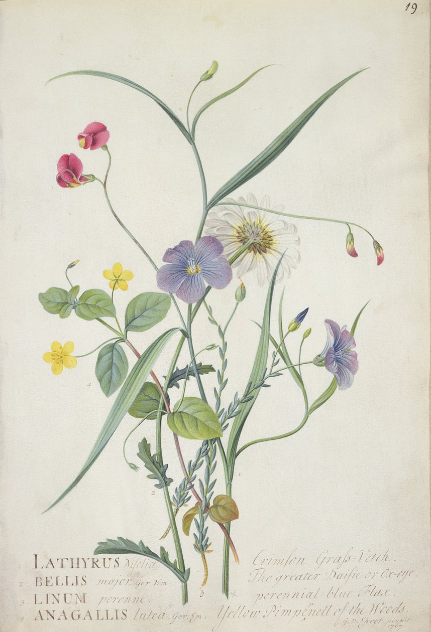 Lathyrus nissolia, Centaurea, linho florestas Lysimackia perenes de 1767 (grafite, nós und guache sobre papel vegetal) de Georg Dionysius Ehret