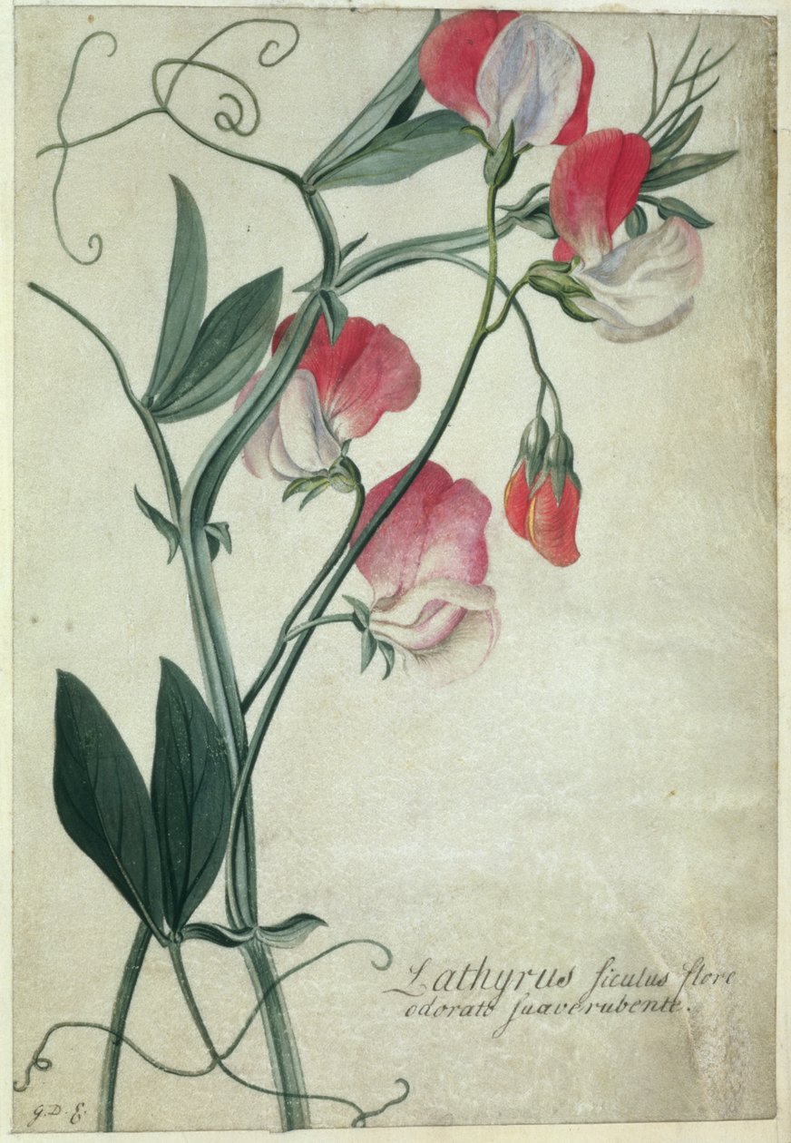 PD.113-1973.f1 Lathyrus flores da Sicília, c.1760-70 (wc no velino) de Georg Dionysius Ehret